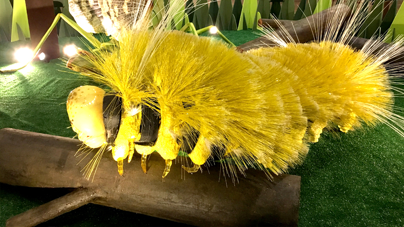 lagarta amarela