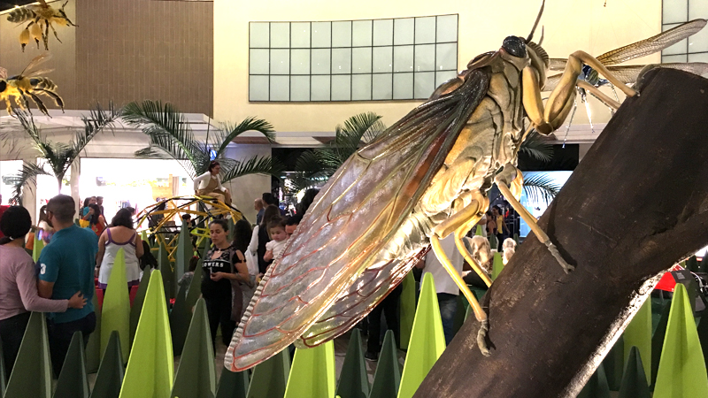 cigarra