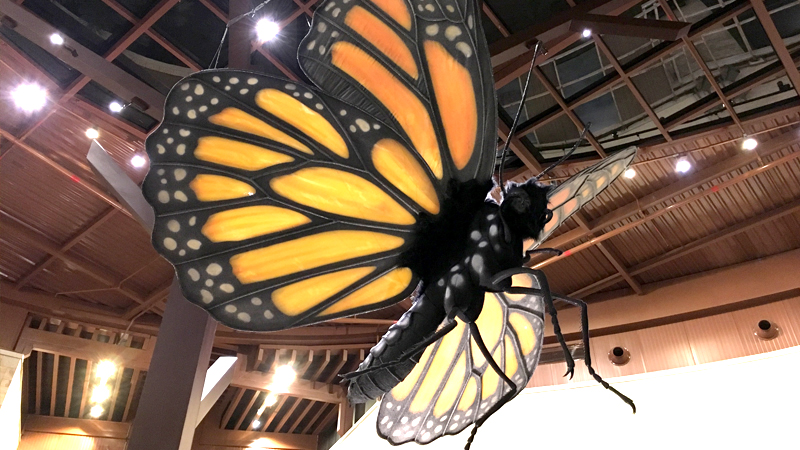 borboleta